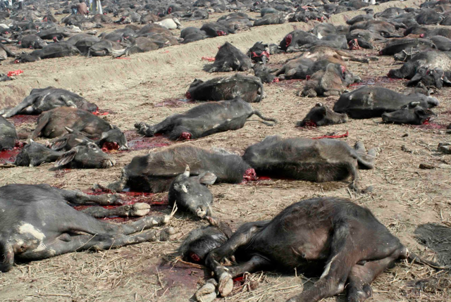 Dead Cattle Plague 11.26.30 PM