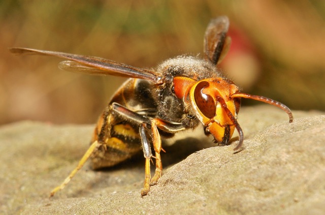 Asian-giant-hornet